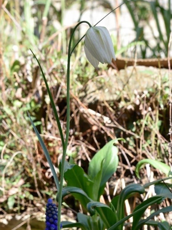 Fritillaries Gardenize