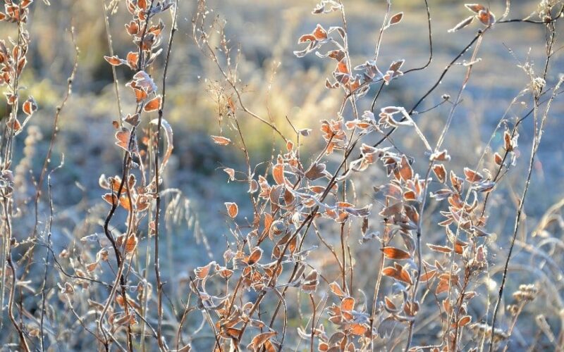 Nature - winter crisp in the garden - Gardenize