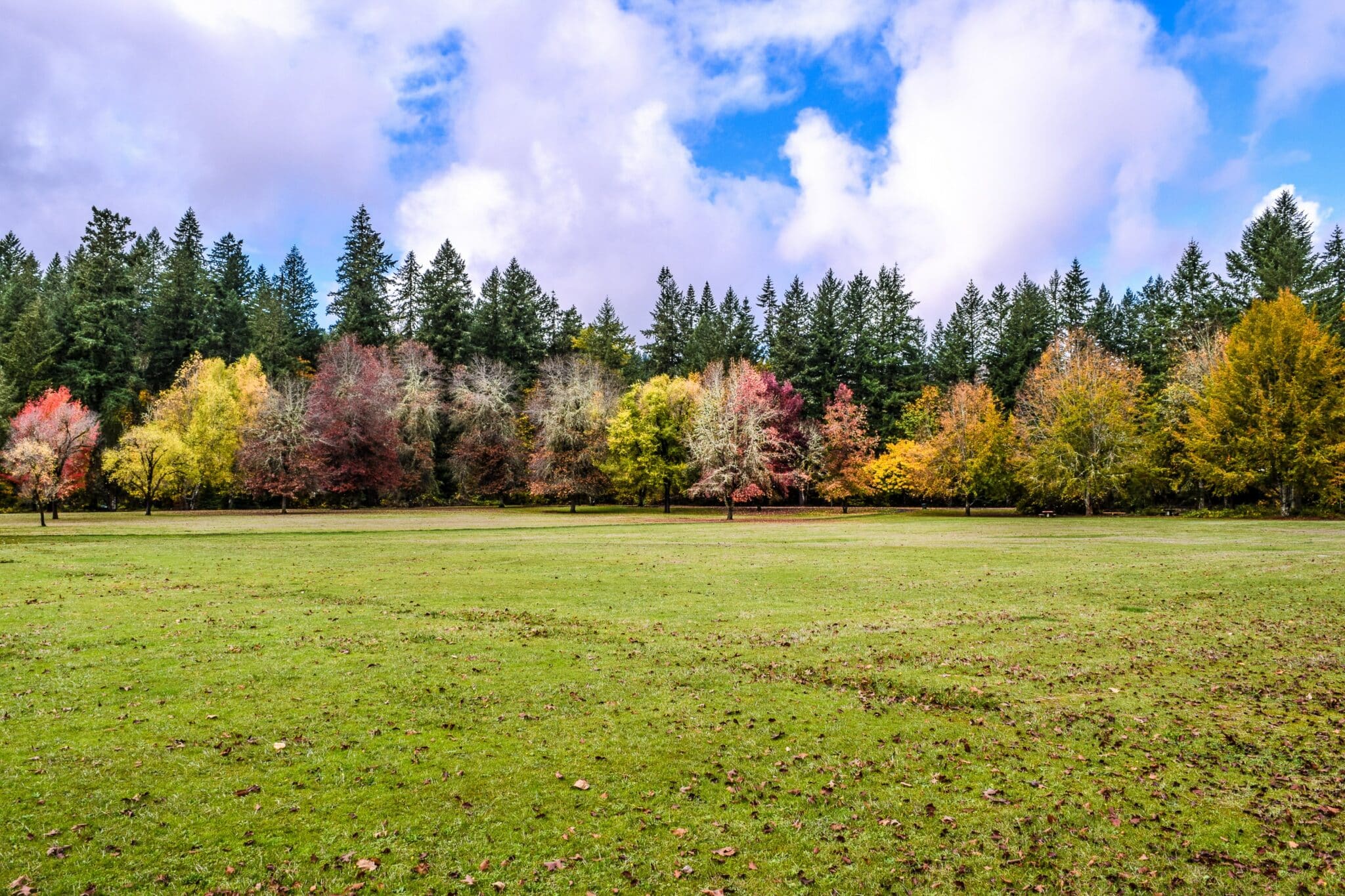 november lawn