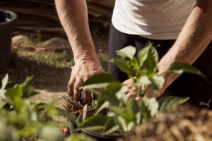 Planting and gardening - Gardenize