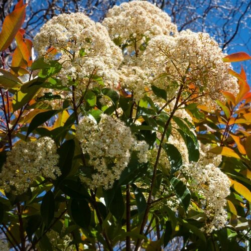 Photinia New Zeeland