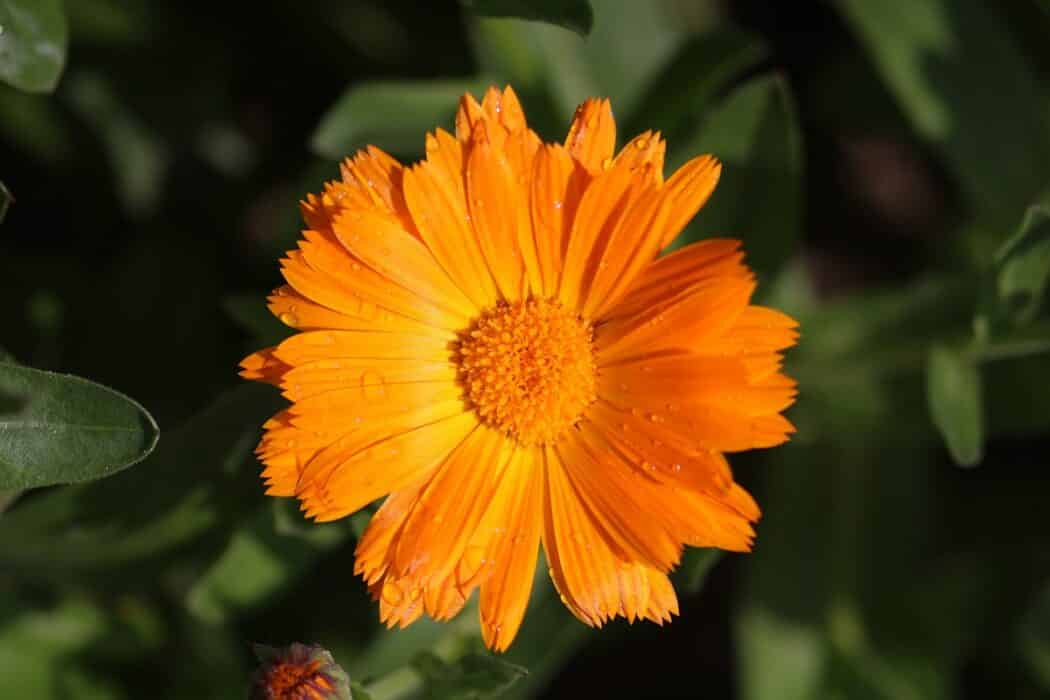 4 Blume