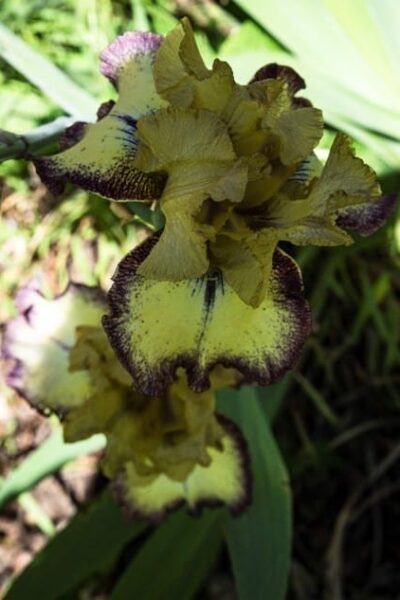 Iris Yellow Purple