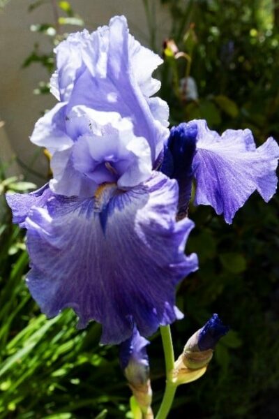 Iris Purple