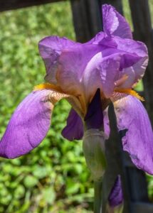 Iris Light Purple