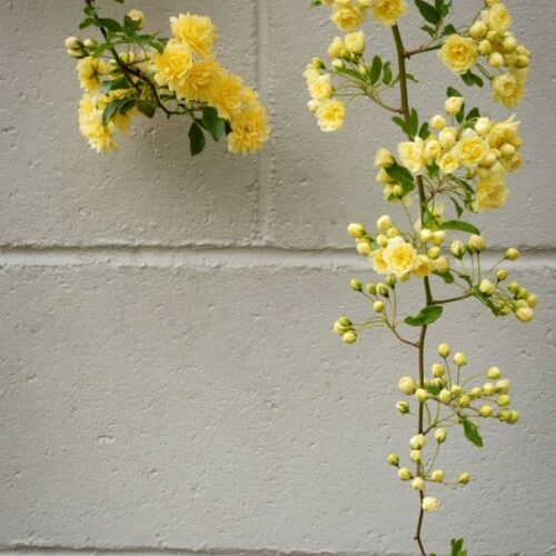 Yellow Roses