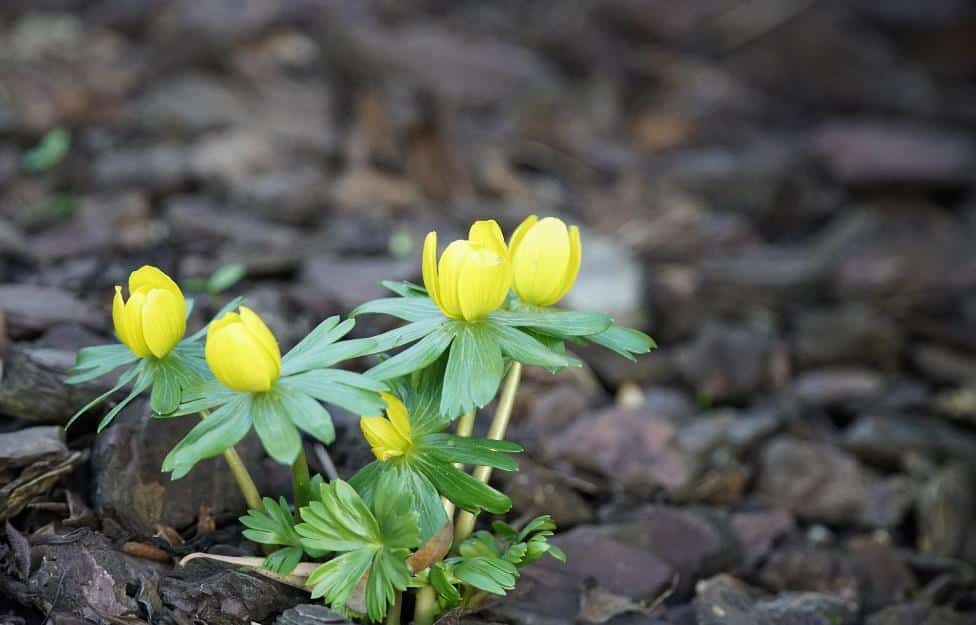 GARDENING IN THE UK IN FEBRUARY