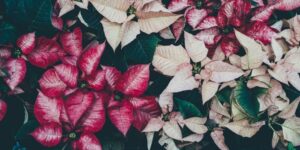 How to care for Pointsettias