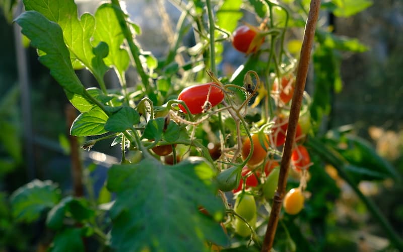 Cherry tomatoes in greenhouse