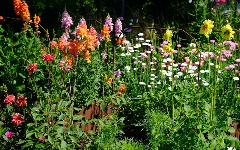 Cutflower garden patch