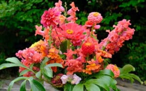 Odla snittblommor - Cutflowers from the garden bouquet