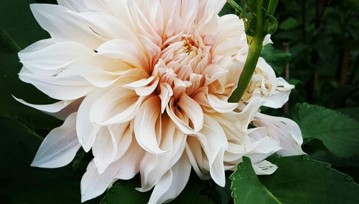 Dahlia cafe au lait