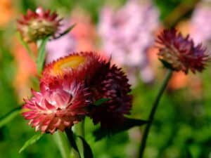 Etternell, Strawflower, Helichrysum bracteatum, Bright Rose