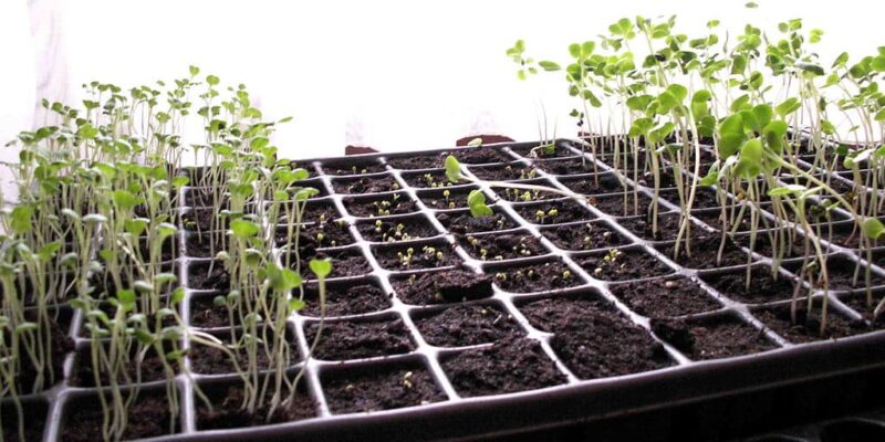 Sow seeds in a tray