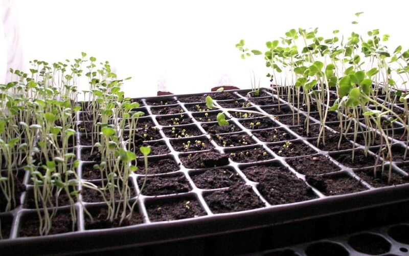 Sow seeds in a tray