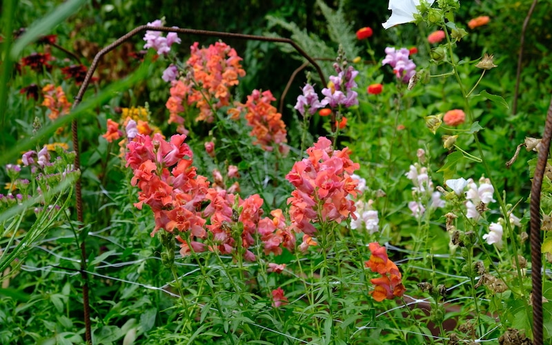 Lejongap Snapdragon Antirrhinum majus Madame Butterfly Double Bronze