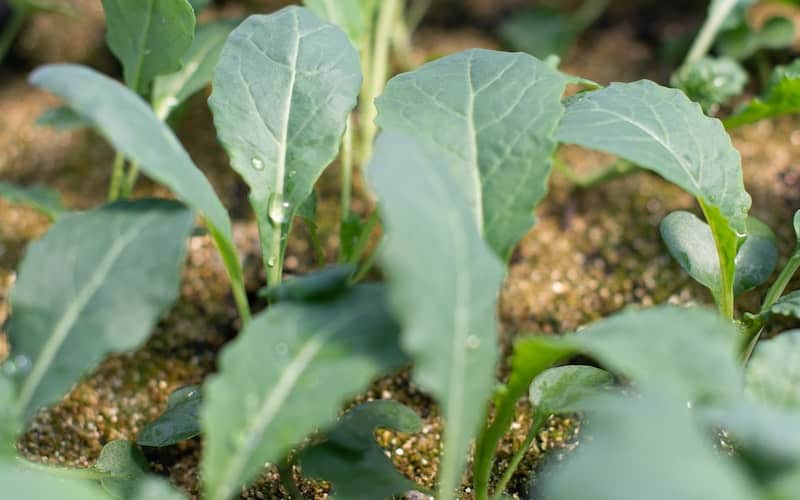 start the growing season sprouting kale