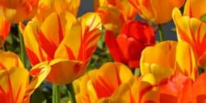 Tulips Gardenize