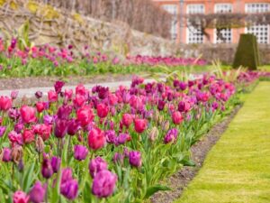 Pond garden tulips