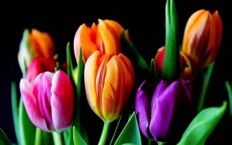 Tulip bouguet Tulip Day