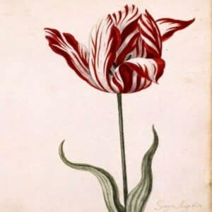 The most expensive tulip ever sold
