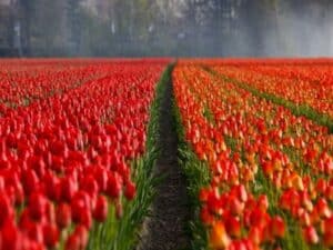 Red tulip field