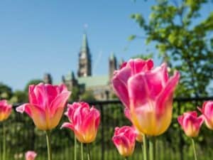 Tulips Canadian parliament