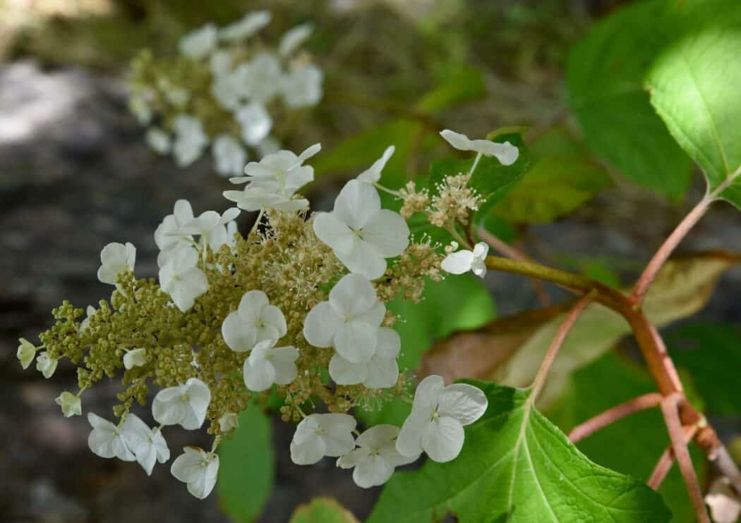 January in Central Otago
