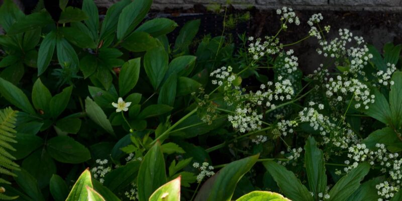 celery flowers