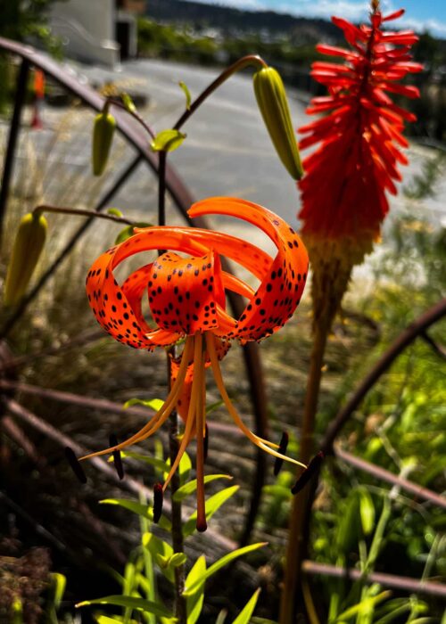 kniphophia and orange tigerlily-2