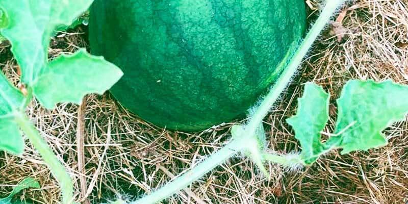 1-800x400px-gardenize-heading-melon