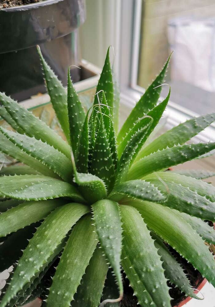 800x1000px-gardenize-aloe-vera