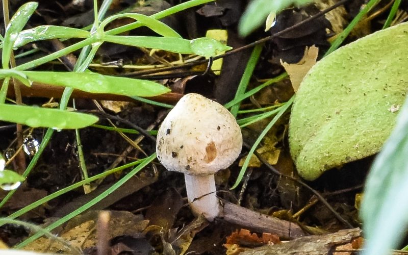 mushroom small-2-2