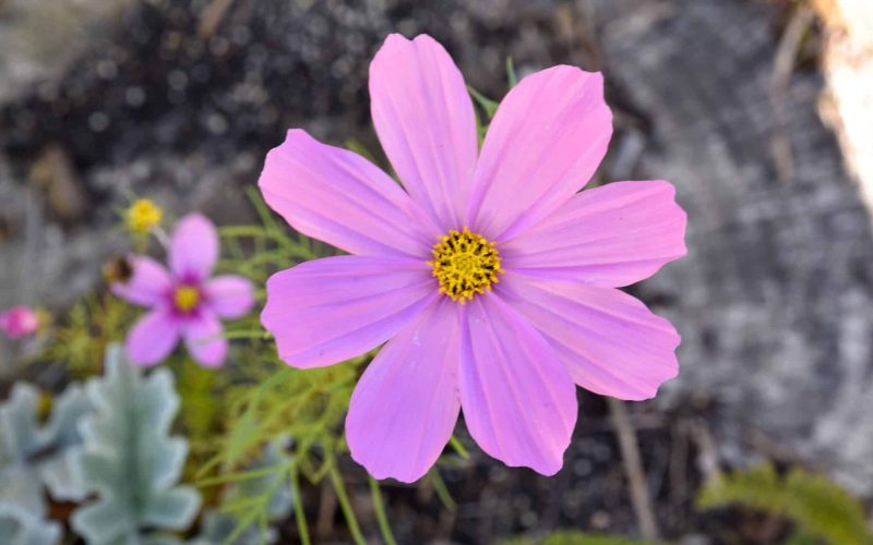 pink cosmos-2