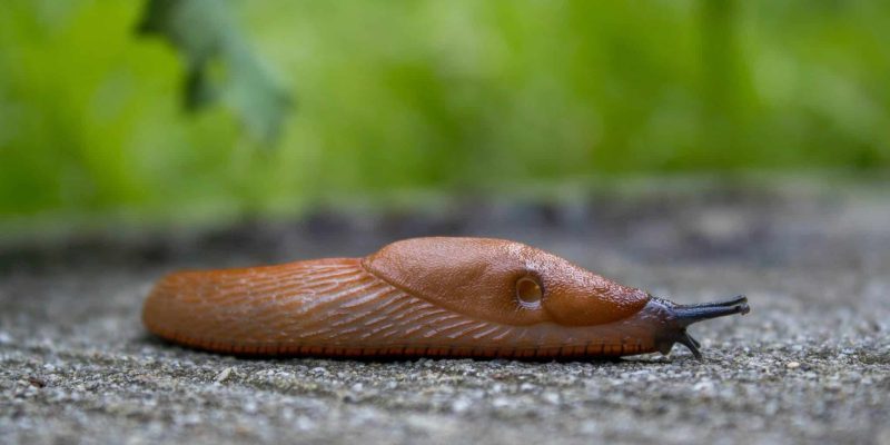 Mordarsnigel-sidvy-slug-unsplash Mordarsnigel-sidvy-slug-unsplash