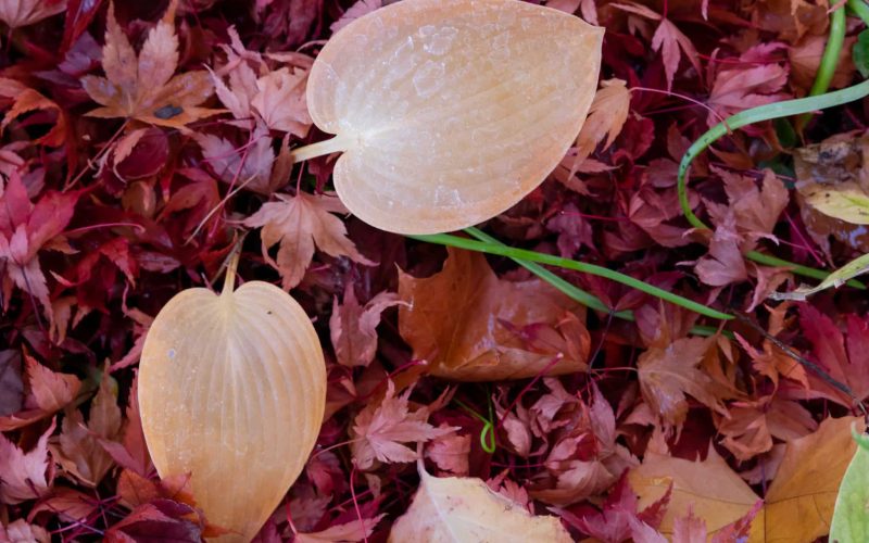 hosta leaves with fallen leaves