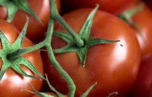 garden app tomato