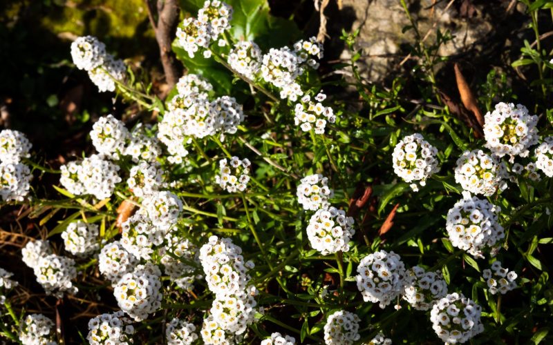 alyssum white (2)