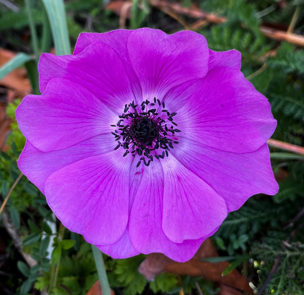 anemone pink