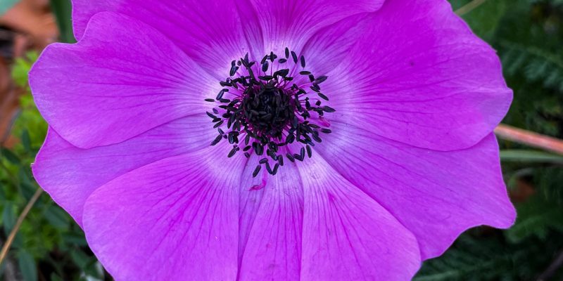 anemone pink