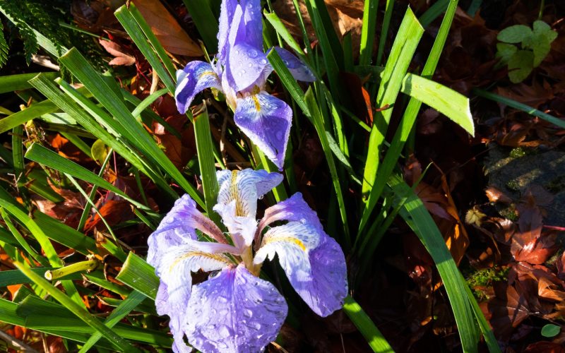 iris unguicularis