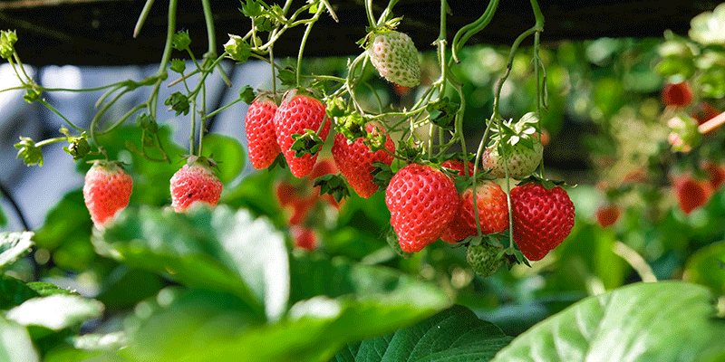 strawberries-gardenize