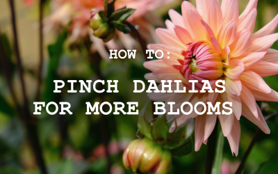 Tried pinching your Dahlia plants yet? Pinched Dahlias have way more blooms, grow longer stems, and are bushier and stronger plants!