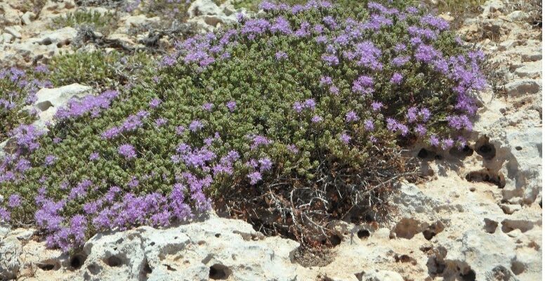 thymus serpyllum