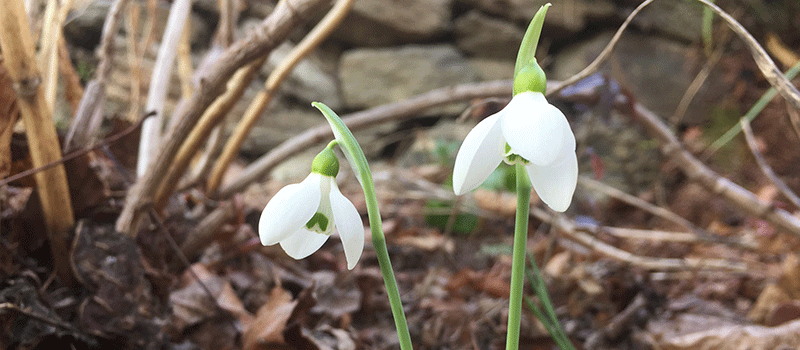 snowdrops-august-2022