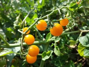 Wikimedia commons - Sukkerknald - Solanum lycopersicum