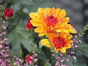 Flowers - Gardenize