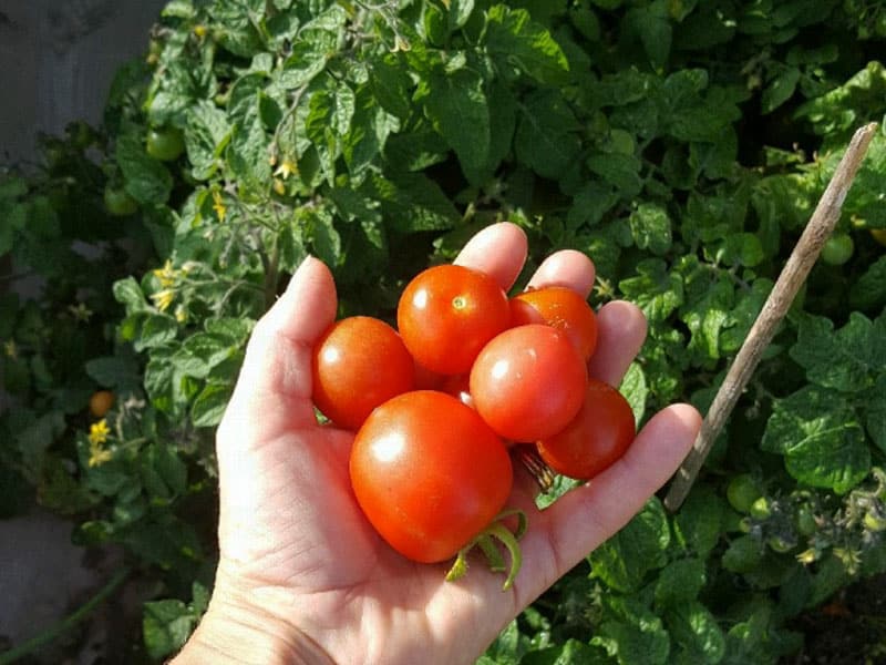 Odla tomater - Gardenize
