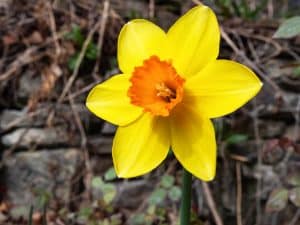 Daffodil - Gardenize