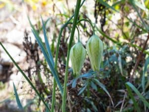 Fritillary - Gardenize